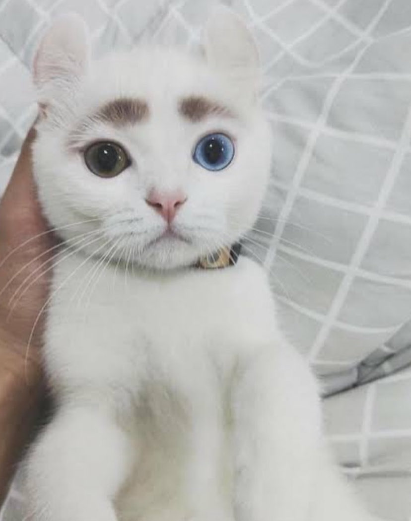callmeborami's tweet photo. ให้ฉันเปงแมวตัวโปรดของเธอ 🐱 #Borami
ไม่เคยหยุดผมสั้น
old pics https://t.co/EXthTSLsv2