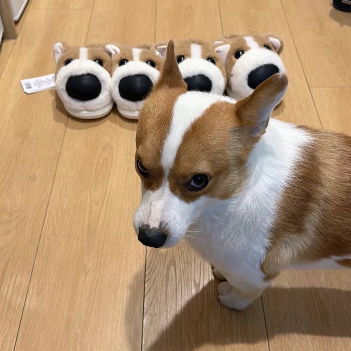 acervodoguinhos's tweet image. 