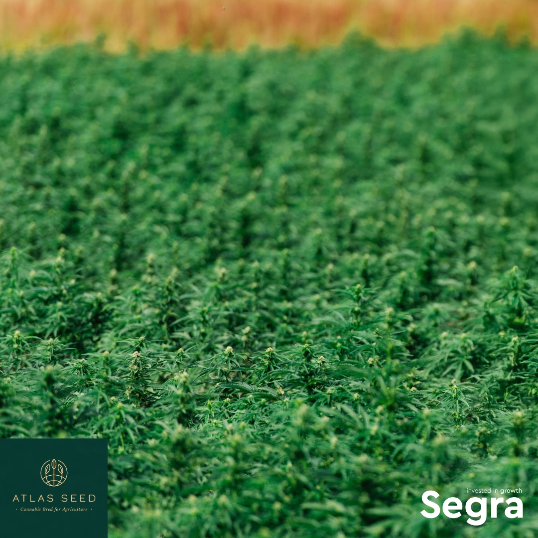 Outdoor cultivation exposes which genetics truly perform. Those outcomes become the most valuable reference point when planning the next season.

Download Segra’s Atlas Seed catalogue online and start planning early.
segra-intl.com/seeds