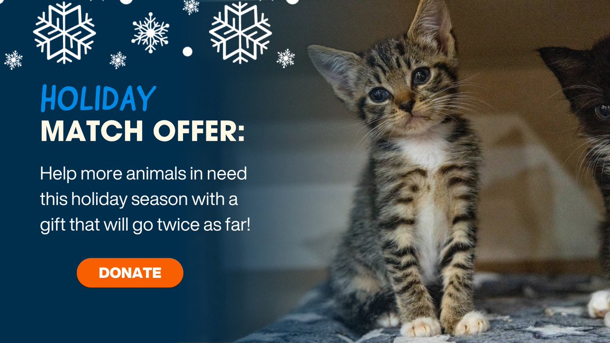 ASPCA's tweet image. URGENT❗Right now we have 300+ animals in our care waiting for homes this holiday season. Make a special matching gift today (up to $5k total) courtesy of @EvercareLint to help us give more homeless animals meals, shelter and care. 🧡 aspca.org/HolidayGift