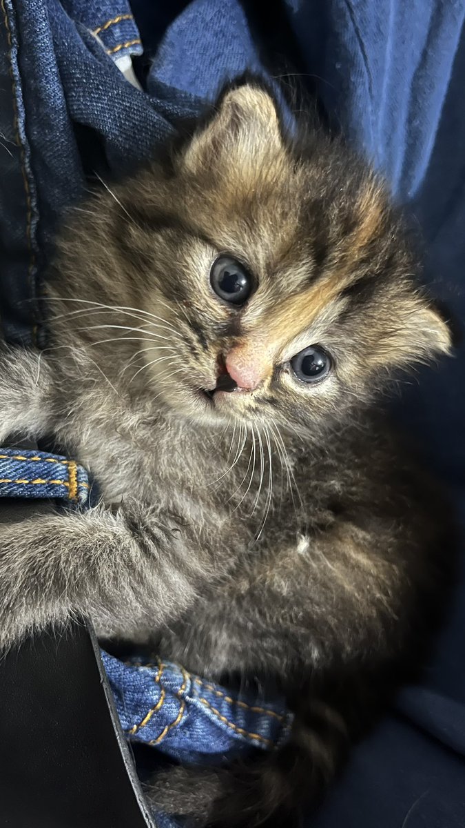 domawo_'s tweet photo. Hi pawrents 
Aku mau lepas adopt beberapa kitten aku, karena skrg udah aku sibuk urus kakakku yg sakit dan jadi ga fokus malah takut ga keurus merekanya. 
plis bgt buat yg emg mau urus kucing ya. 
3 bulan, persia mix dom, udah bisa pup dan pip di pasir. https://t.co/PoZanpsCNN