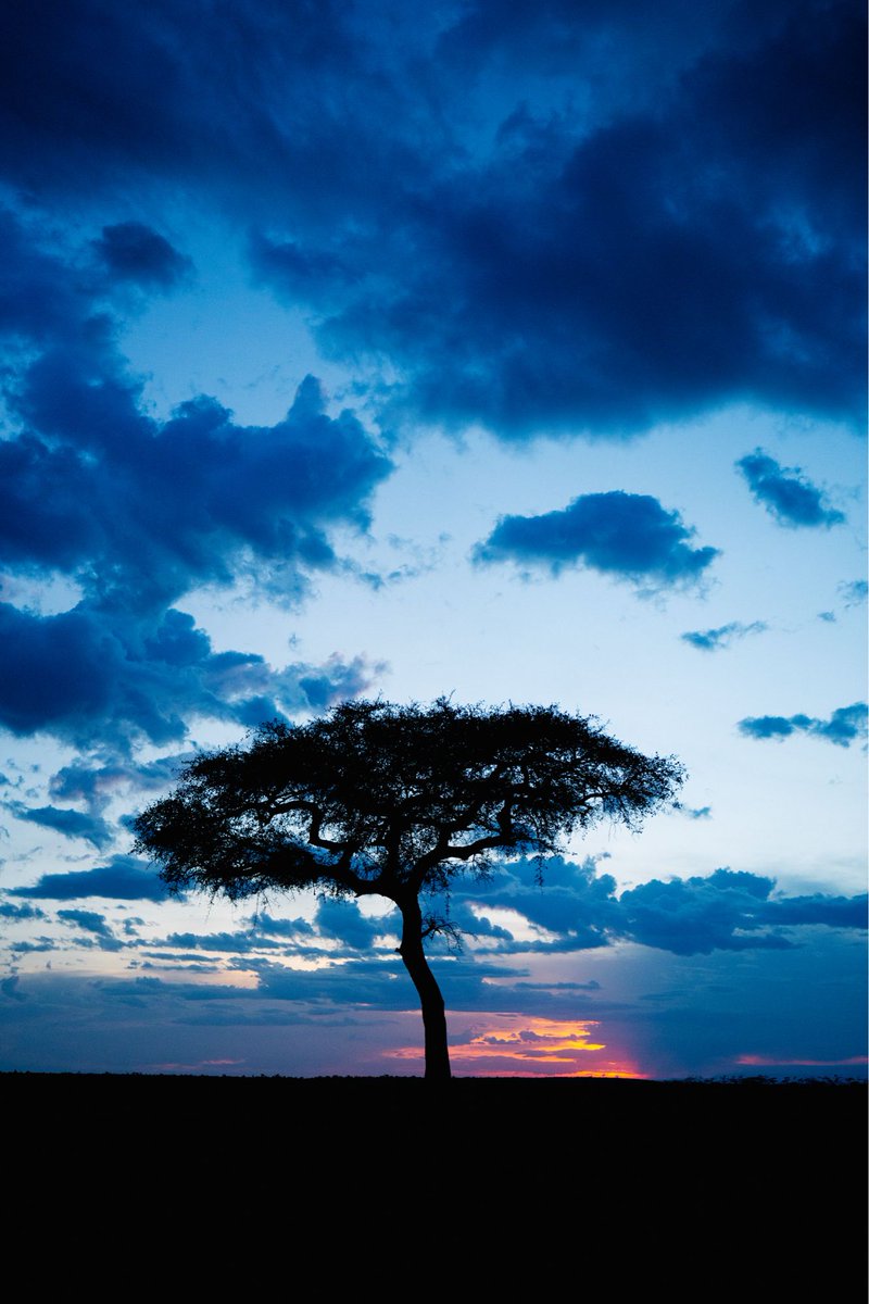 🌍 Yesterday marked the longest day in the Southern Hemisphere! ☀️🦒

On the 21st December, the sun stayed over the African skies a little longer — a reminder of the power of the natural world. 

Photo Credit - Jessica Davis