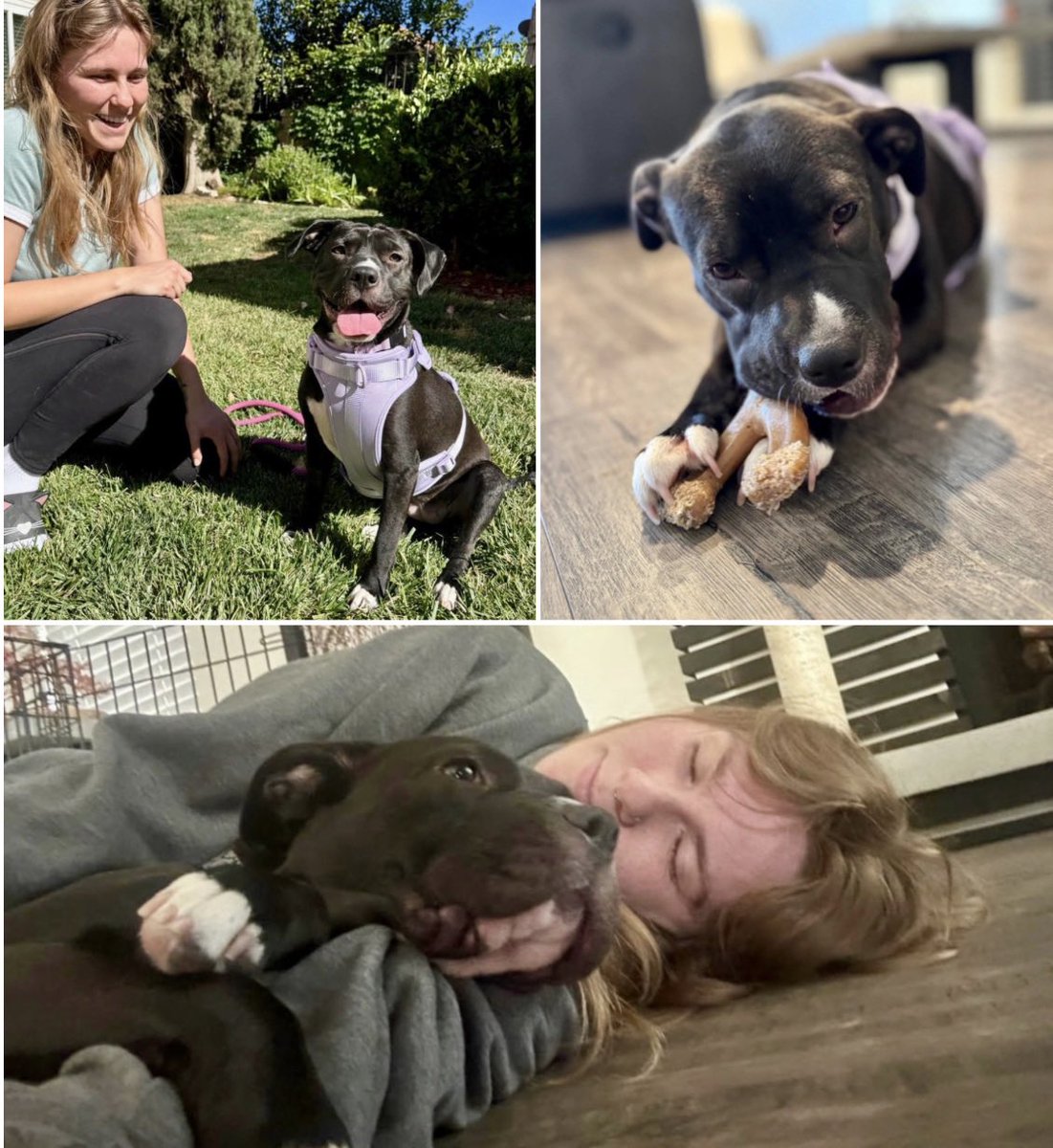 START Rescue tweet media