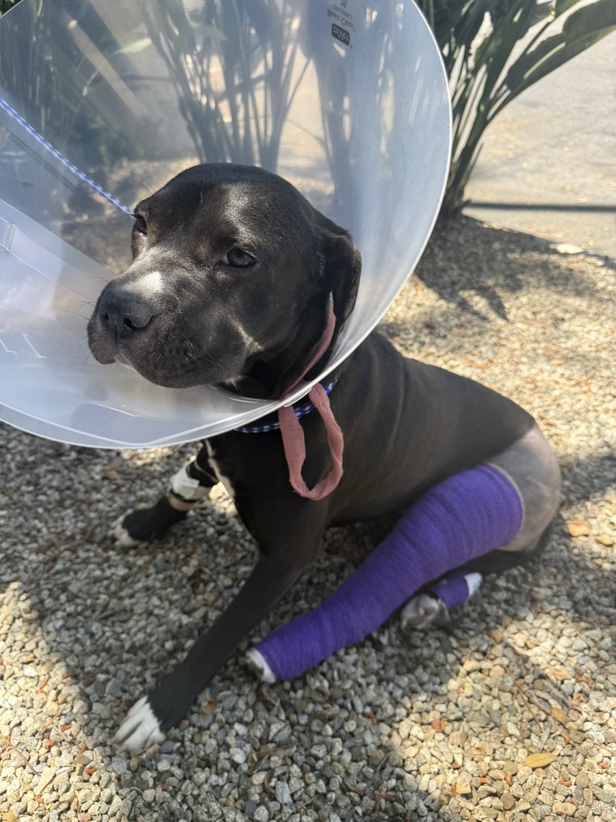 START Rescue tweet media