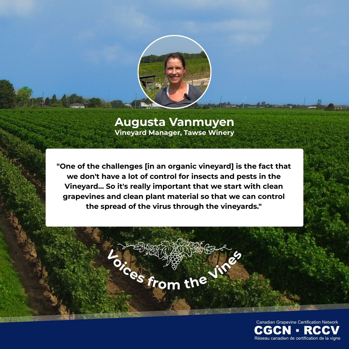 Canadian Grapevine Certification Network tweet media