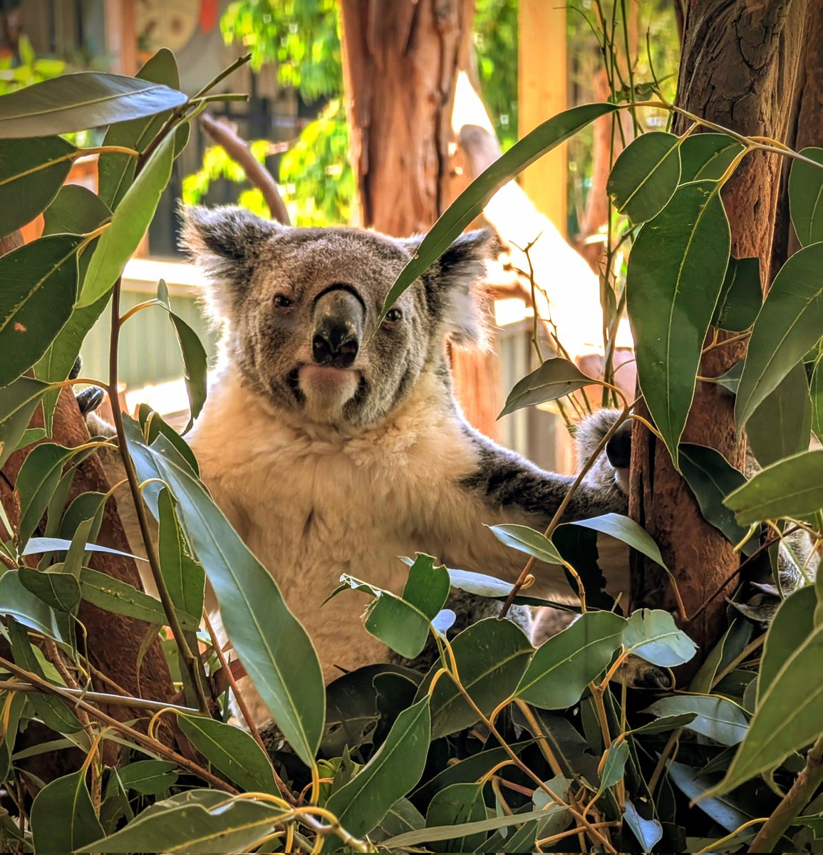 williampueyo's tweet image. #koala #australia #travel #Voyage