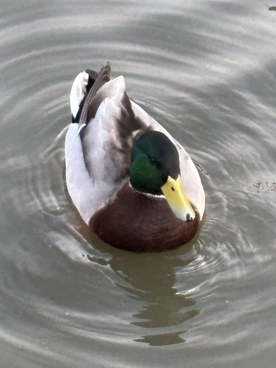 QUØRE ⛩️ tweet media