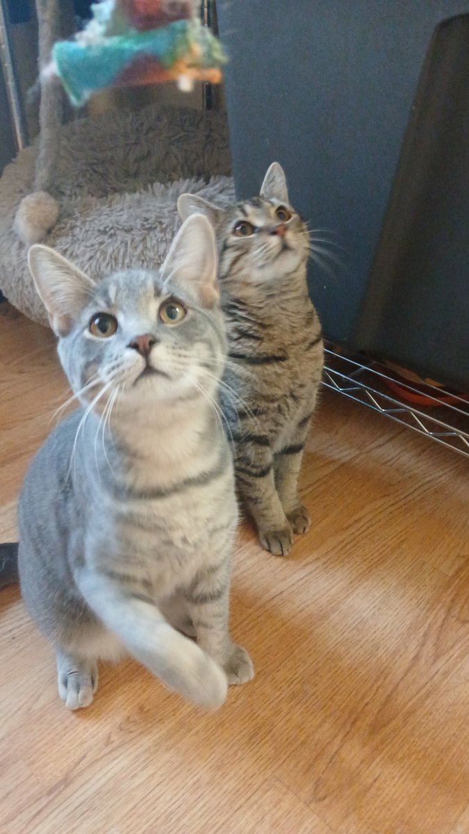 crits4cats's tweet image. It’s hard to believe but the Auto Club family— mama Porsche &amp;amp; her now 8-month old kittens Ferrari, Mercedes, &amp;amp; Bentley— have had no applications. Not one for any of them. They’ve been growing up together in foster care, shy at first but really cute, sweet kids. Elkton, MD