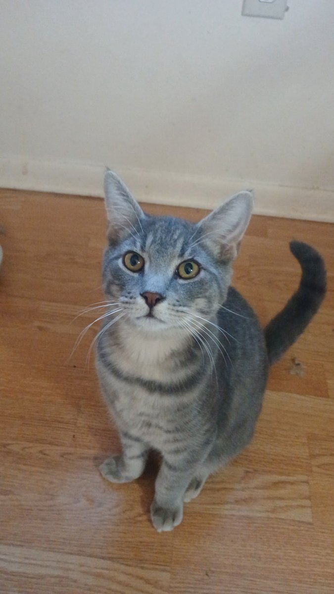 crits4cats's tweet image. It’s hard to believe but the Auto Club family— mama Porsche &amp;amp; her now 8-month old kittens Ferrari, Mercedes, &amp;amp; Bentley— have had no applications. Not one for any of them. They’ve been growing up together in foster care, shy at first but really cute, sweet kids. Elkton, MD