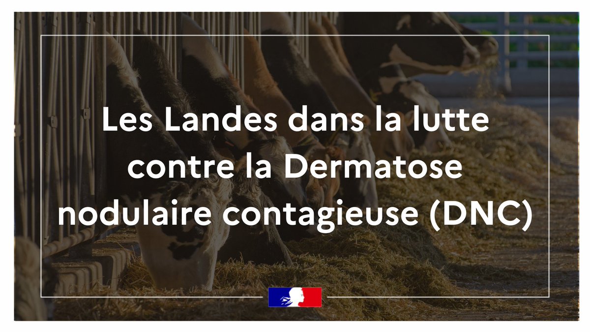 #Agriculture | Les Landes dans la lutte contre la Dermatose Nodulaire Contagieuse (DNC)

Symptômes chez les bovins ? Stratégie sanitaire en France ? Soutien aux éleveurs ?
Retrouvez toutes les informations sur la DNC 👉 landes.gouv.fr/Actualites/Act…

💉La vaccination se poursuit dans