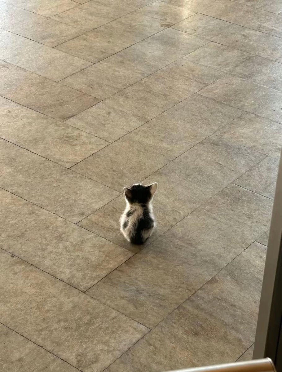 ThePetsX's tweet image. smol