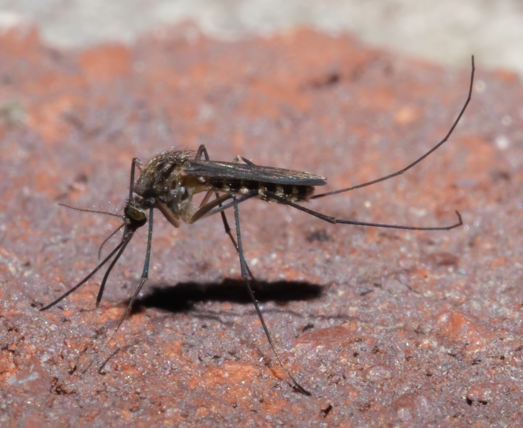 equus.am tweet media