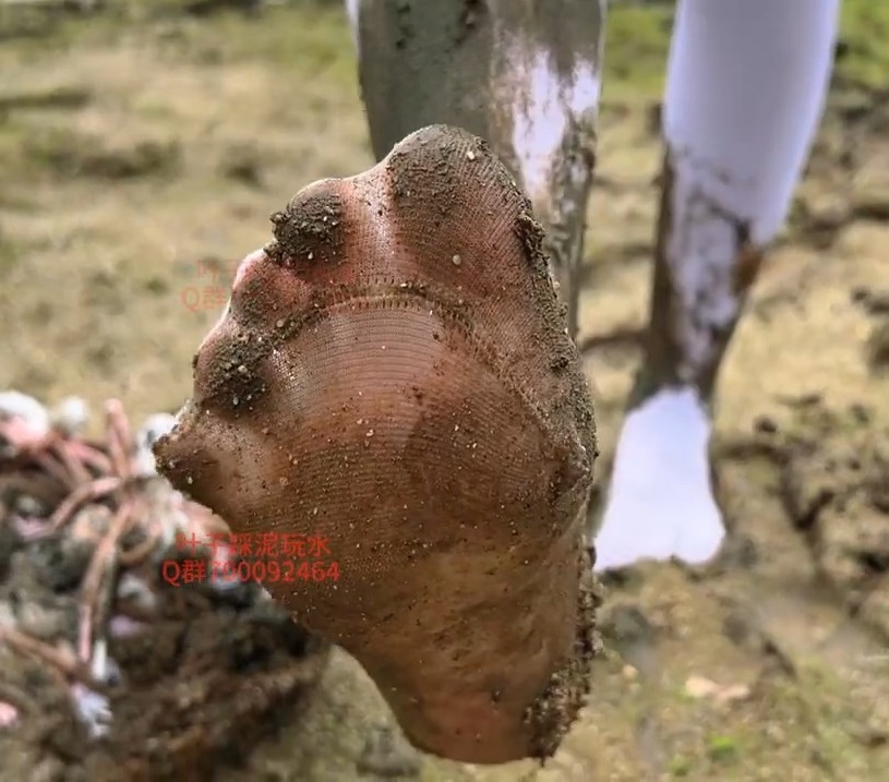 👣白袜子上最脏的脚印  The dirtiest footprint on white socks