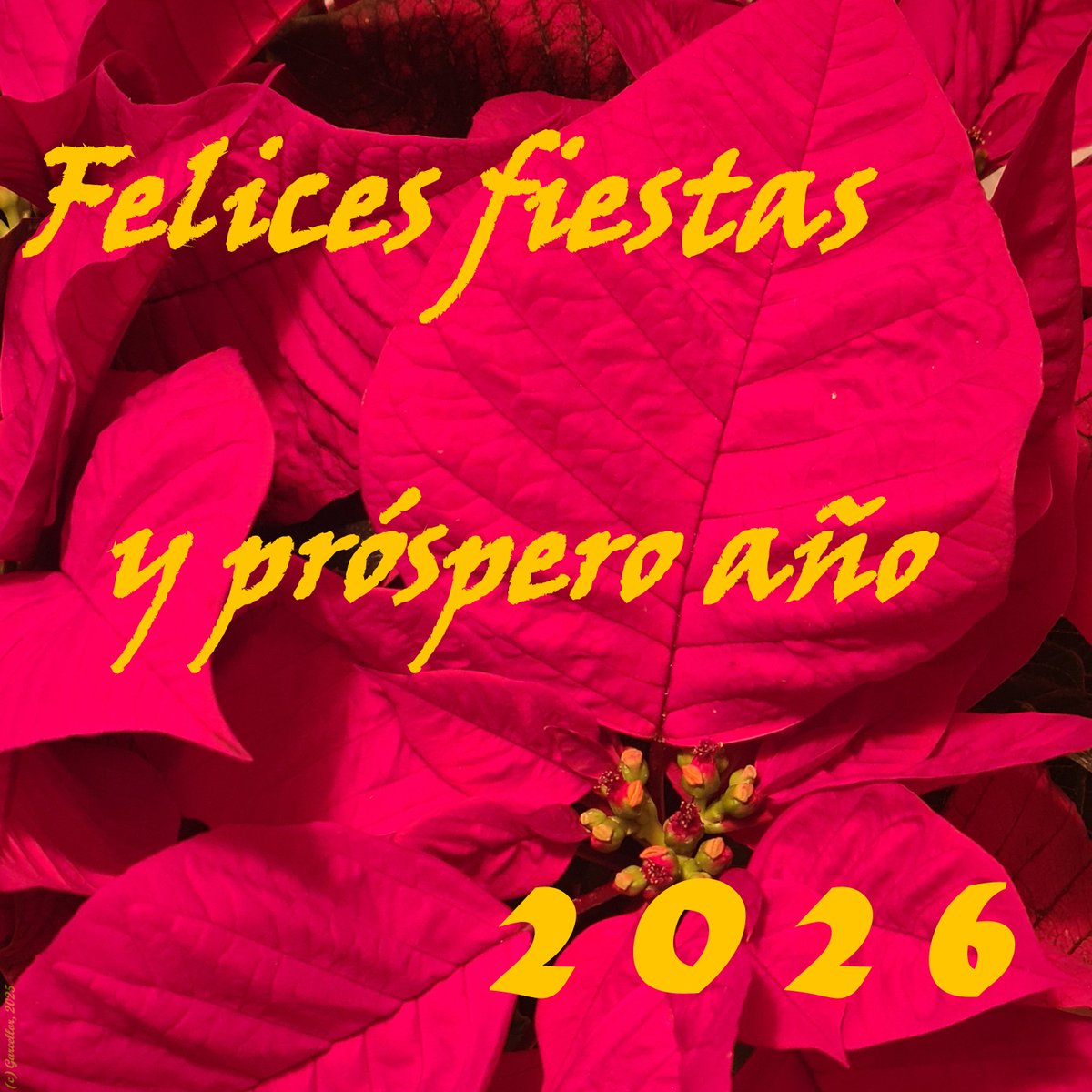 Ya ha pasado el sorteo de Navidad, así que empiezan oficialmente las festividades de Navidad y Año Nuevo. ¿Habéis sido buenos? ¿Habéis escrito la carta a Sus Majestades? Si no es así, aún estáis a tiempo.