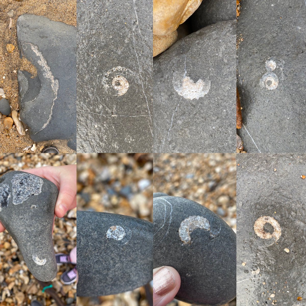 Day 2 of doing something other than school work or life admin (Day 1 was sit on the sofa). Fossil hunting with littlest.