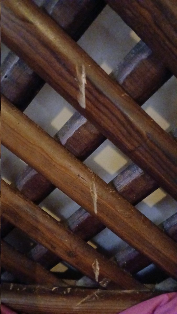 El perro rompió un vidrio 
Encaré, de paso pedí otro para mi cuarto que tambien se habia roto.
Estan terminando, se le resbala, cae y da contra la cama...del juego mexicano que HOY habia decidido vender. Eso me pasa por desalmada y andar vendiendo mi ex cama matrimonial 😂😂😂😂