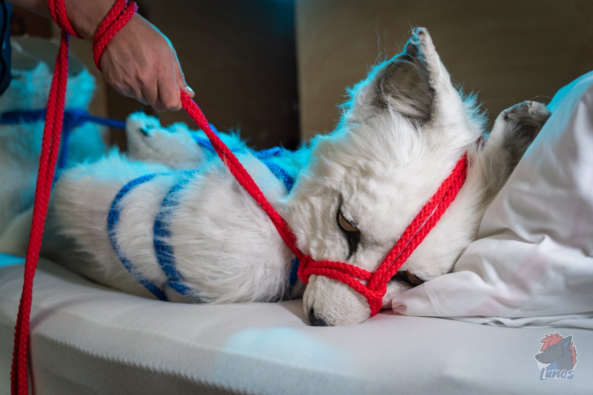 NaughtyBerk 🇩🇪🇳🇱 🔜 2Dance 🇩🇪 tweet media