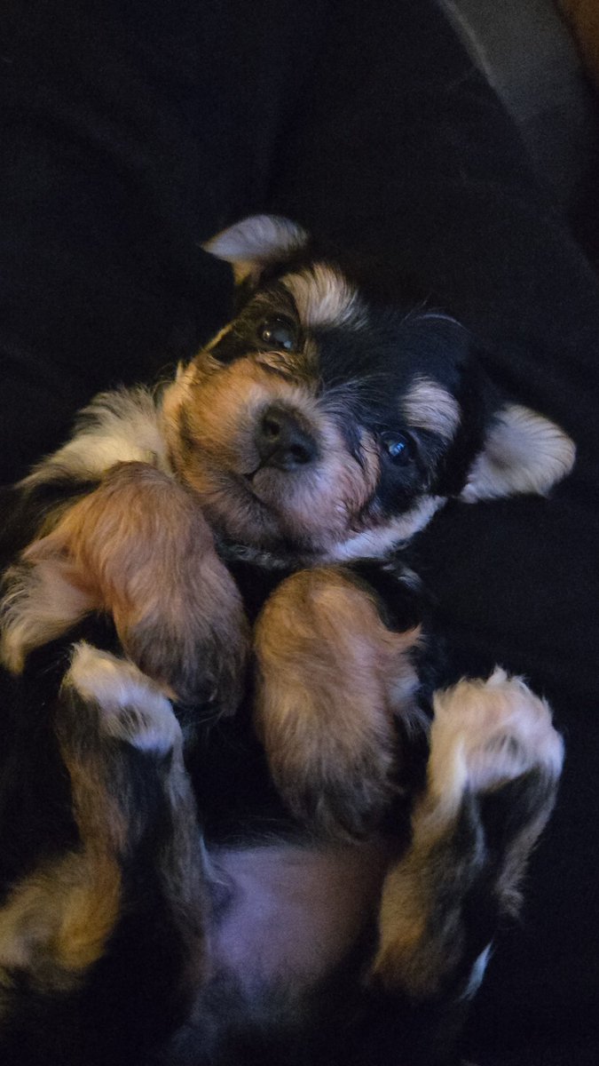 Long story short. I got my puppy back and he ISNT going anywhere this time.