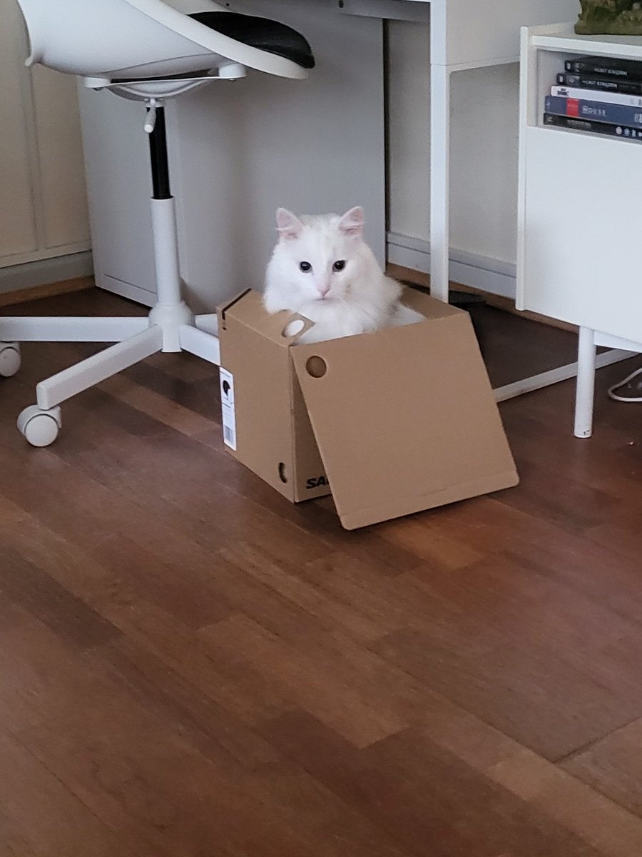 MariaGilsgaard's tweet image. He wasn't allowed to play with the christmas tree so now he is sulking in a box