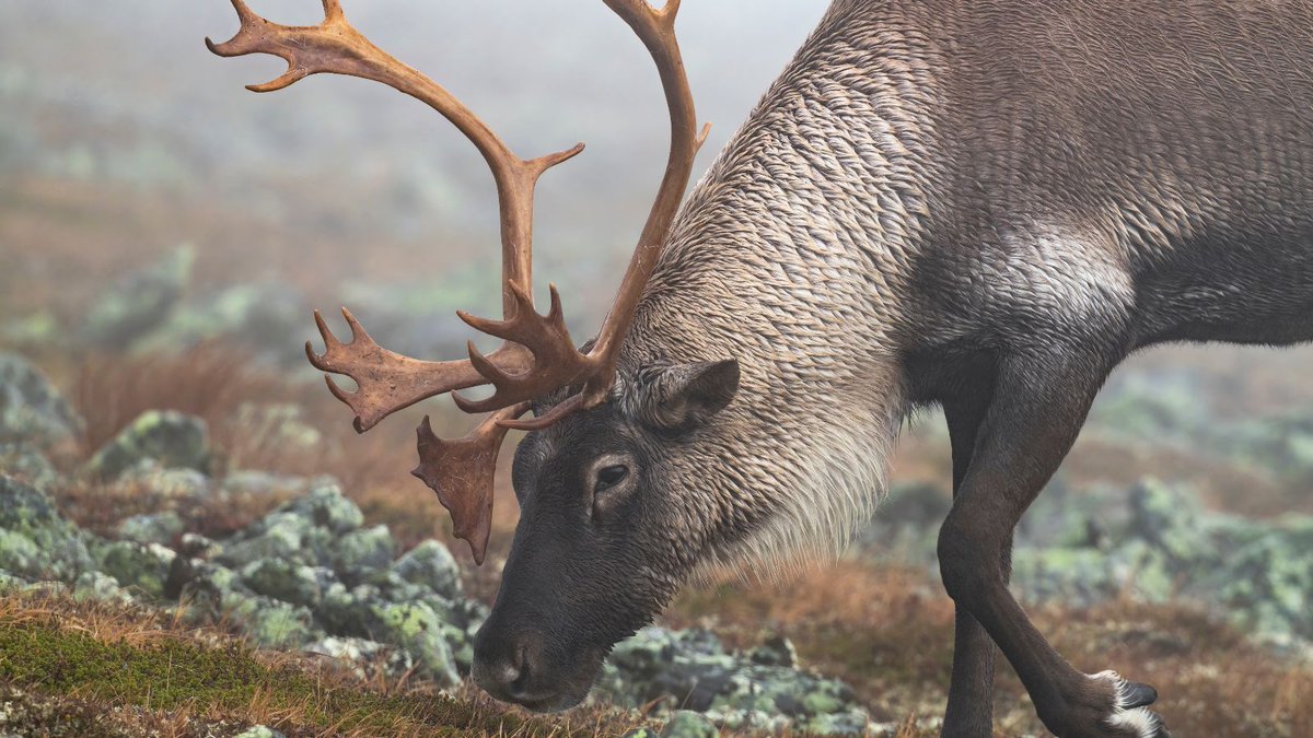 cdnsciencepub's tweet image. Reindeer science is real! 🦌 This paper from @CanJForestRes shows how woodland caribou, Santa’s snowy cousins, navigate burned forests and feast on lichens to survive winter. Read more ▶️ ow.ly/pKqn50XJOiA

#CSPHolidayScience