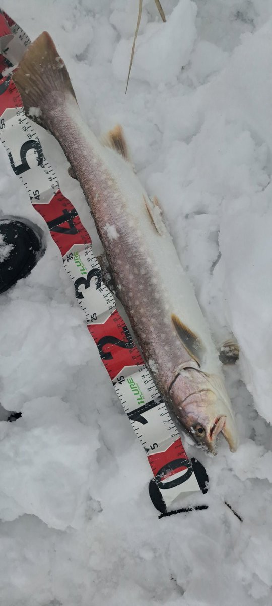 viphage's tweet image. 約1年振りに乗ったわ⁉️62㎝のアメマス⁉️上の木さえ無ければもっと取込み楽だったわ⁉️#シマノ#ボーダレス#渓流釣り#本流延べ竿釣り#北海道#アメマス#暖気