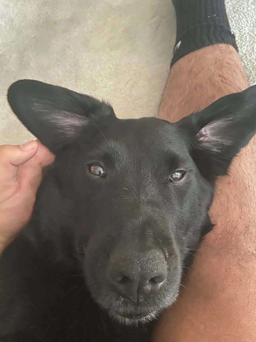 SKolcheff's tweet image. One of the best dogs to ever walk the planet, gonna miss ya JoJo ❤️