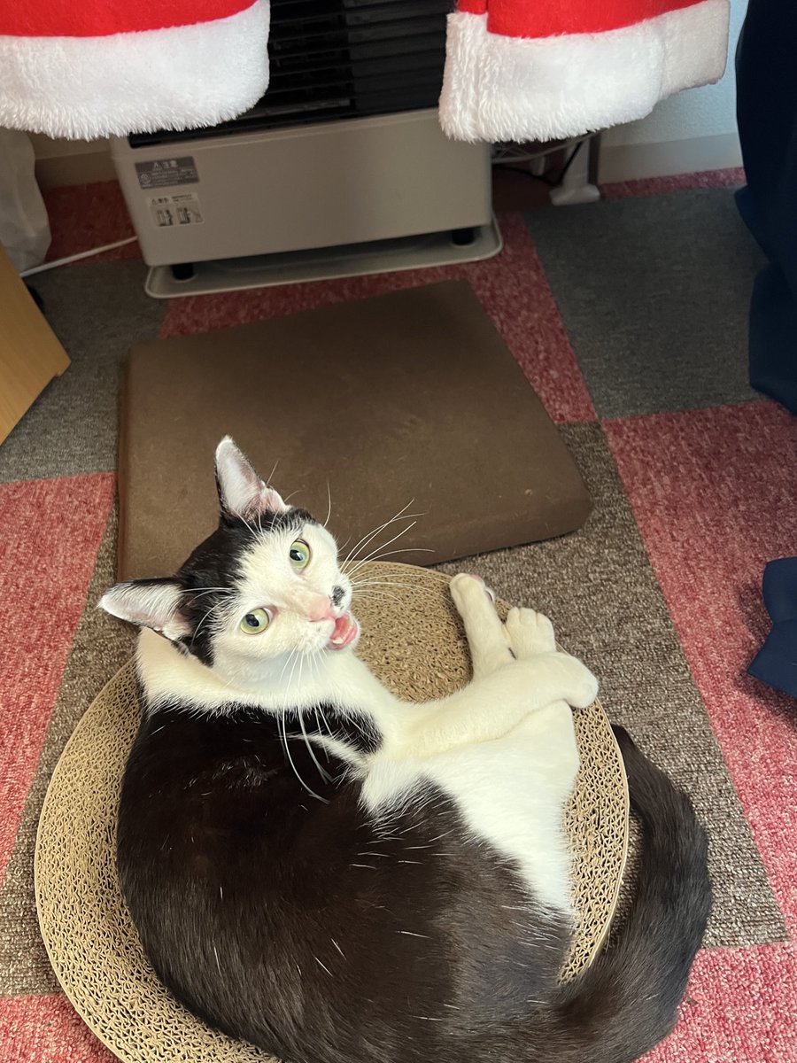 トラキチーノ(トラキチと大福) (@torakichi0831) / Posts / X