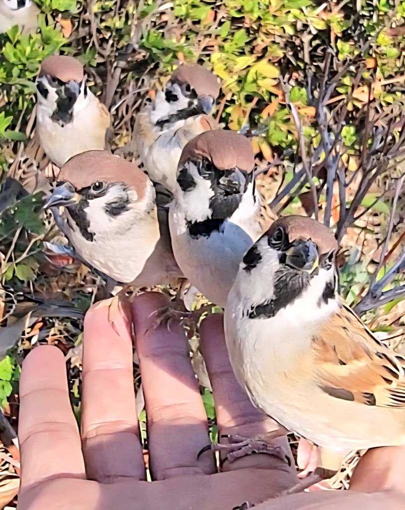 pipipi♥️ PIPPICHIC（ピッピシック） ： CHRISTEL Re-born 1 ： PP25S