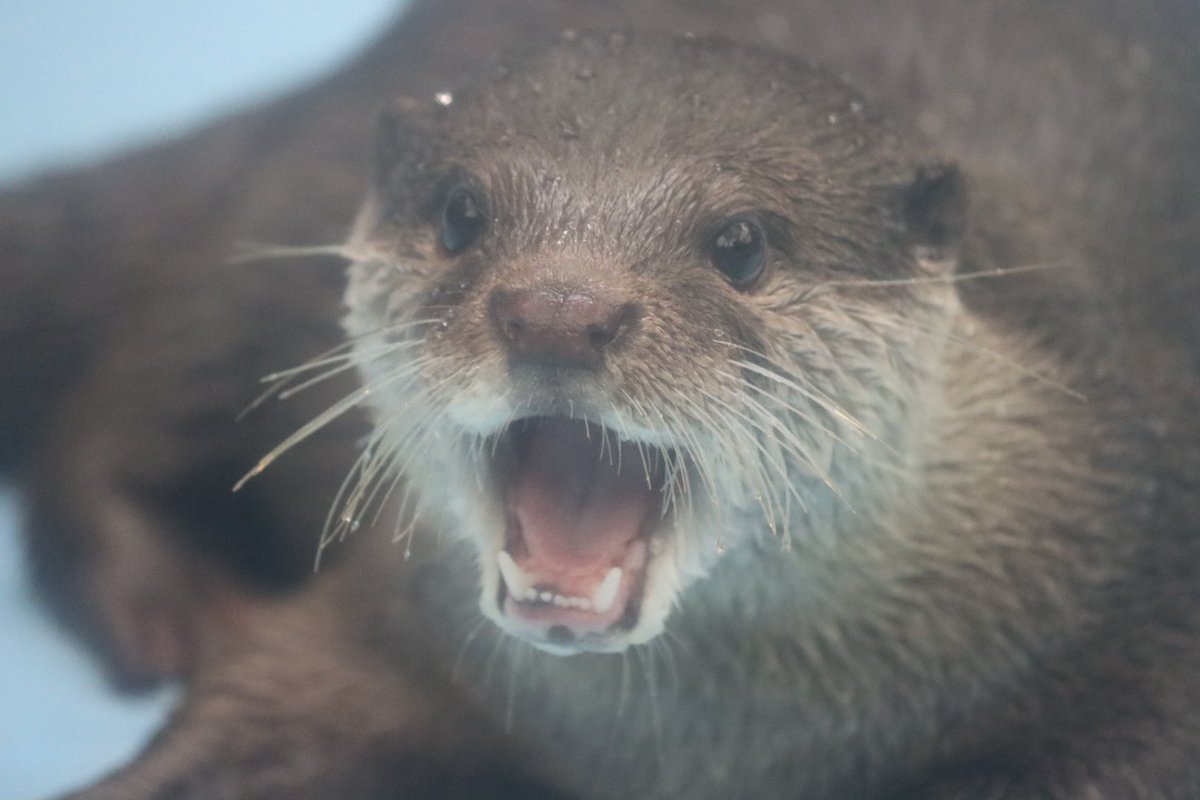 コツメカワウソ