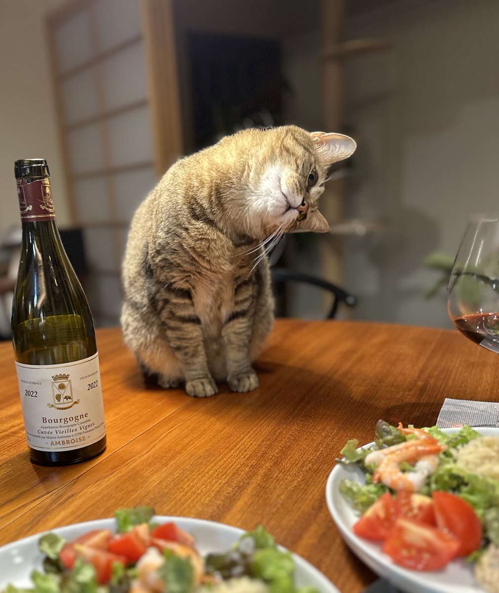 ニャンゲ・モフフモフ (@nokoya) / Posts / X