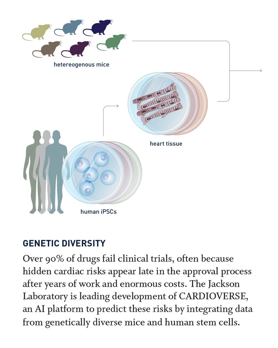 jacksonlab's tweet image. #CARDIOVERSE: JAX researchers are combining AI, stem cells &amp;amp; genetic variation to predict drug safety before human trials.  go.jax.org/cardioverse