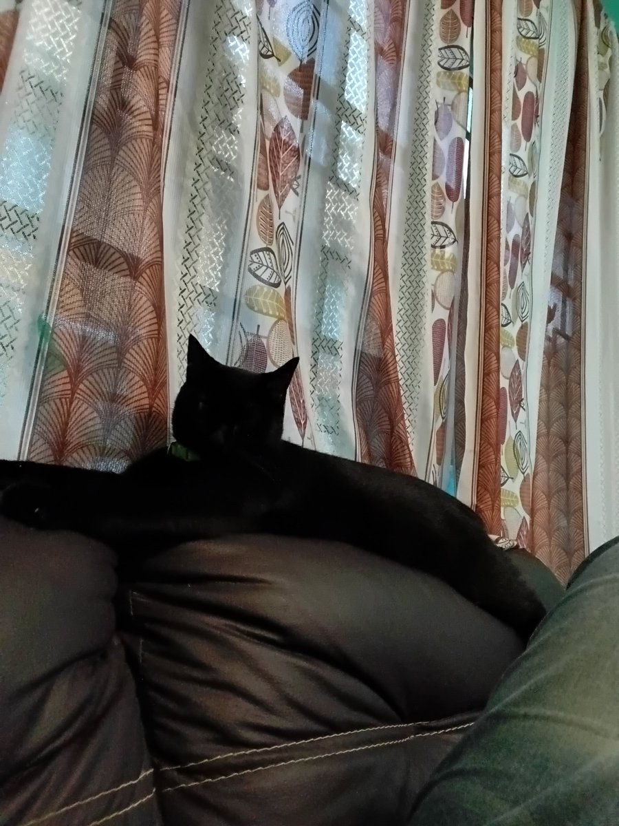 Yo corriendo por toda la tienda y Camila tipo: '¿A qué hora llegas para servirme mis sobres, humana?'. 💅🐈‍⬛ Definitivamente ella tiene el puesto de Gerente General de mi corazón. Mi copiloto en las buenas y en las malas. 🖤 #BlackCat #CatLover"