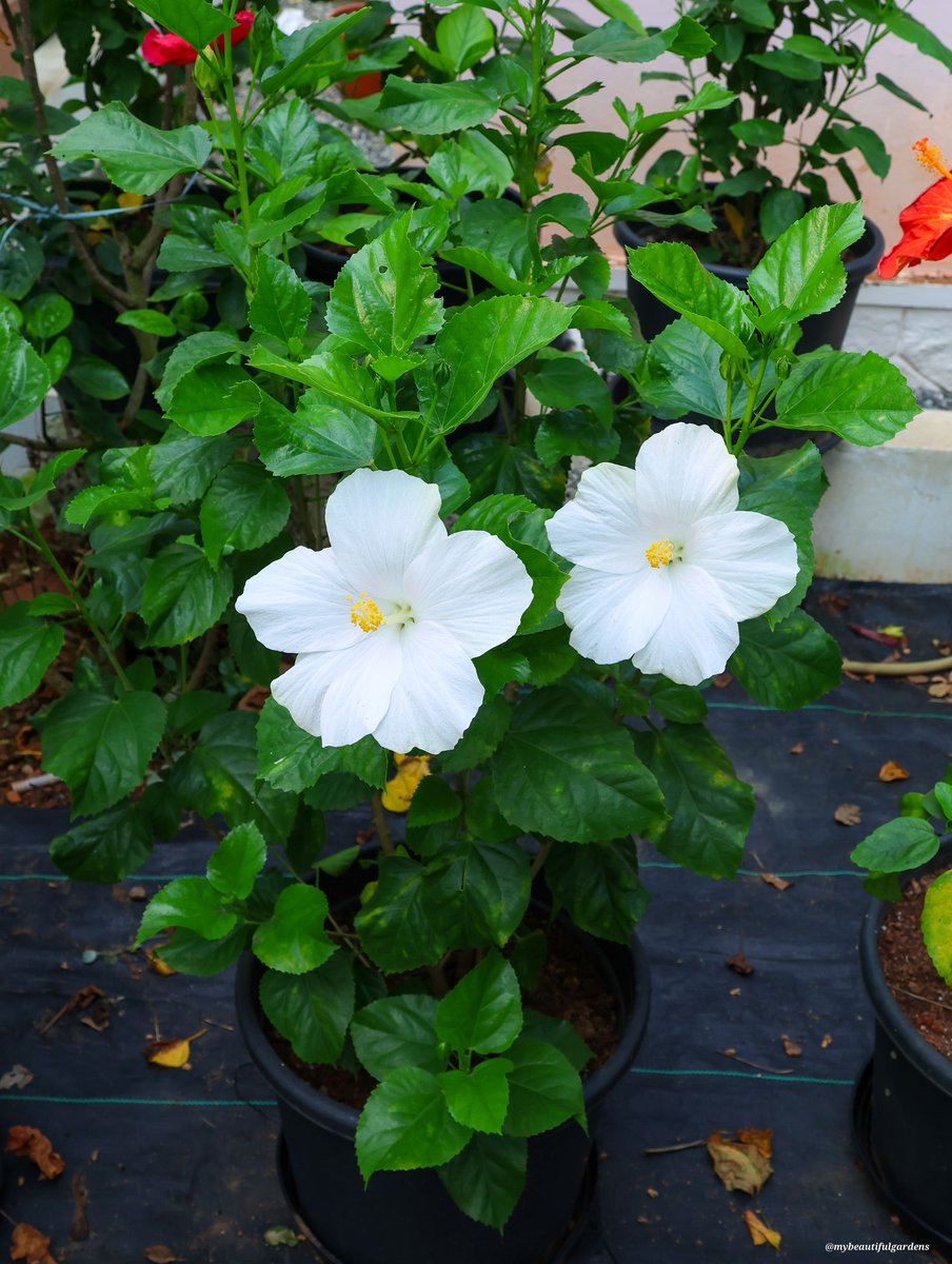 jhernandez4660's tweet image. #Friendship #DailyThoughts #HelloWorld