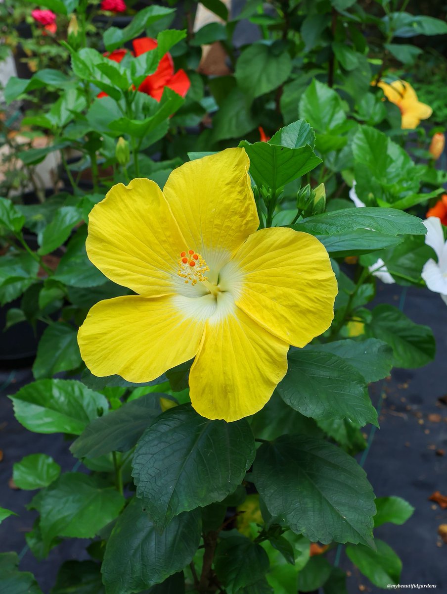 ShakeebHazaa's tweet image. #Friendship #DailyThoughts #HelloWorld