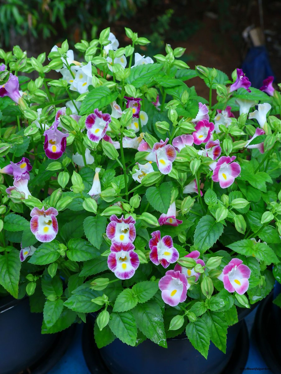 YousriSg's tweet image. #Friendship #DailyThoughts #HelloWorld