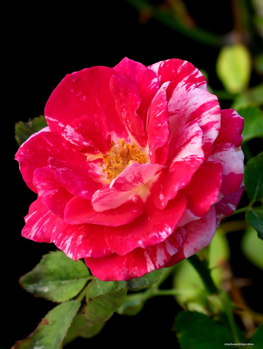 lyriccoe's tweet image. #Friendship #DailyThoughts #HelloWorld