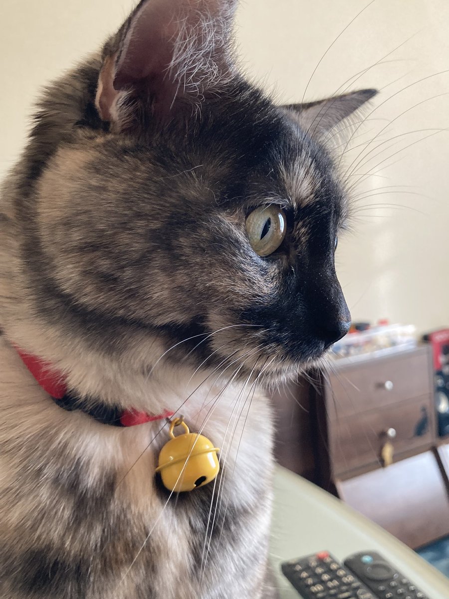 昨日命日だった お空にいるベルお姉ちゃんは 私と性格が似てるんだって