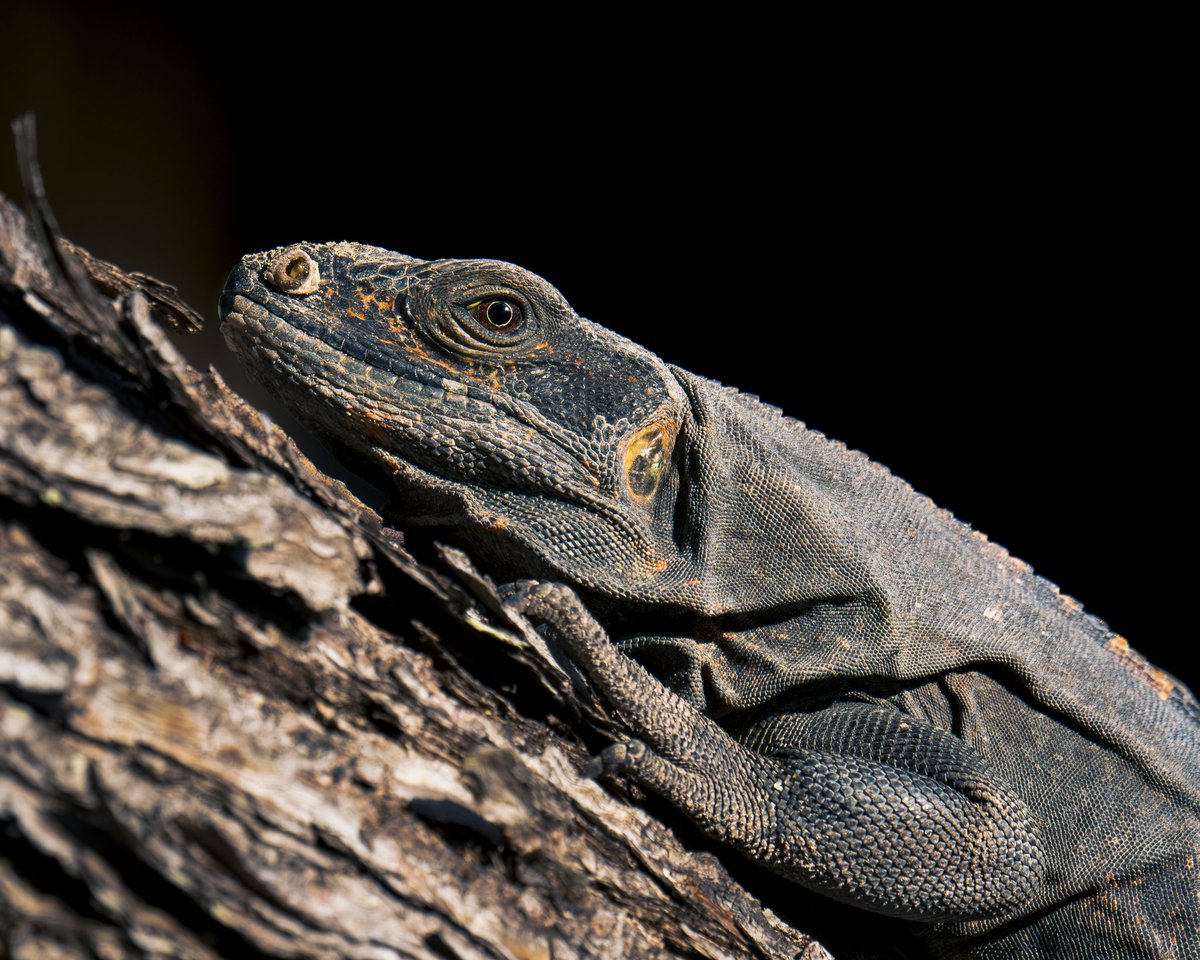 Basking in the Warmth

 #photography #naturephotography #wildlife #wildlifephotography #omsystem #nature #reptile
