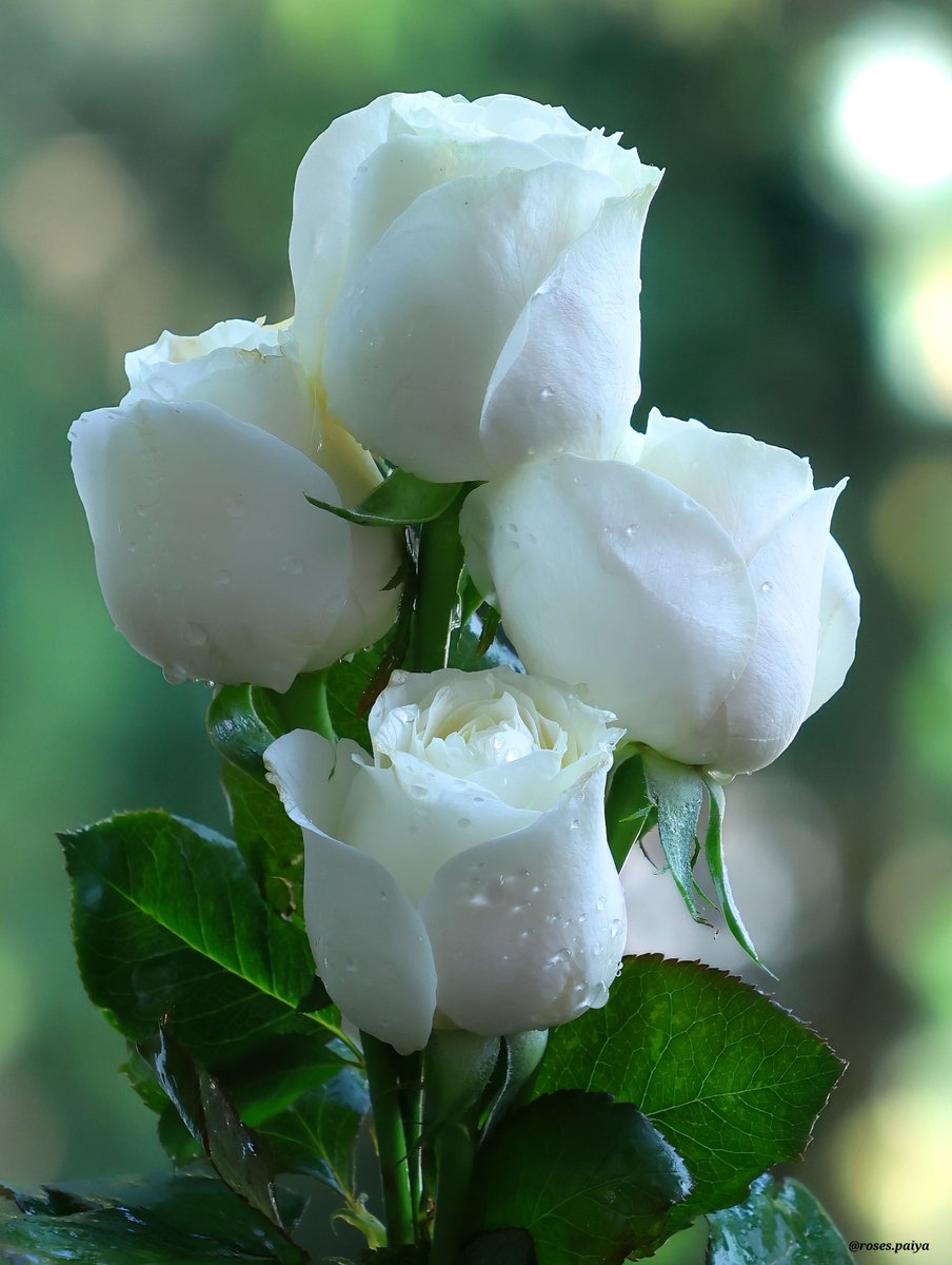 v4wImYX80kXYTtG's tweet image. #Friendship #DailyThoughts #HelloWorld