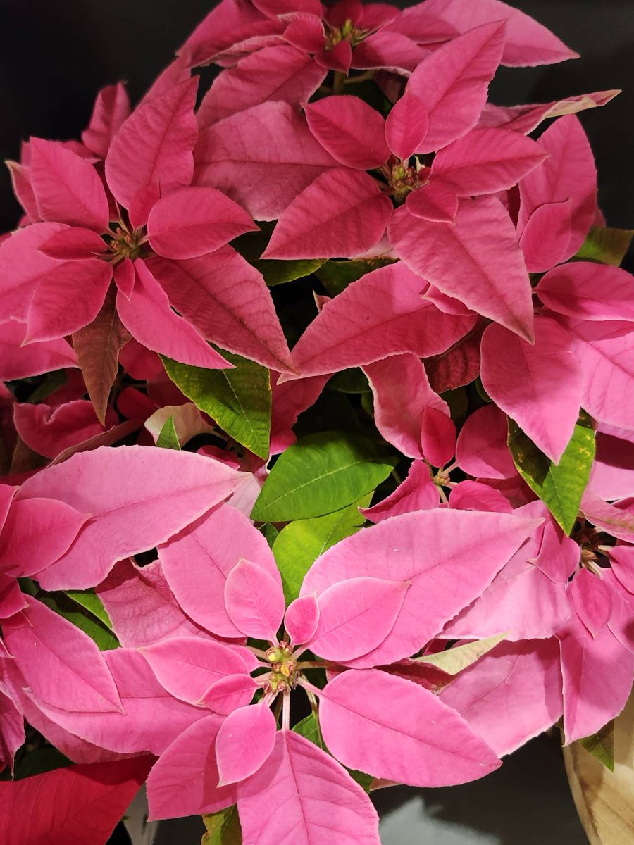 はなはな (@hana1239hana9) / Posts / X