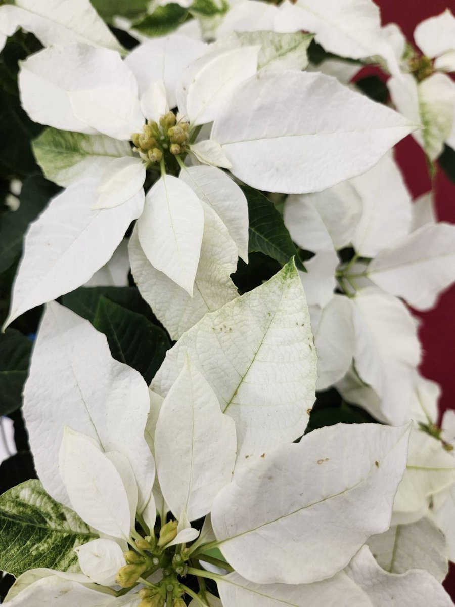 はなはな (@hana1239hana9) / Posts / X