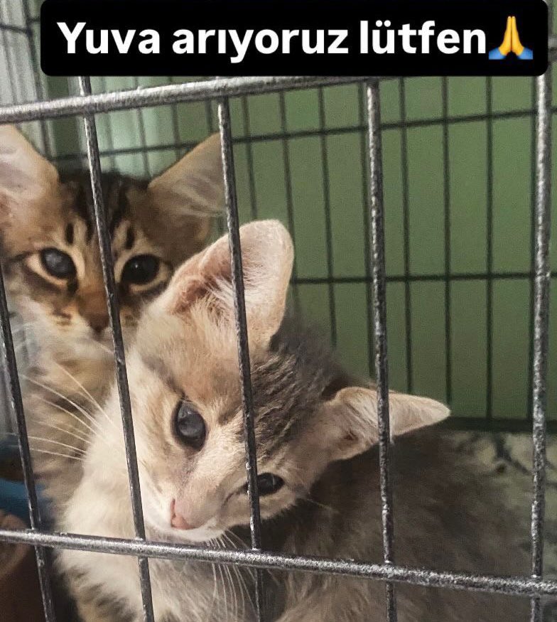 ayse0zer's tweet photo. İki yavru kafeste bekliyor. 
Çok fazla yuva arayan var.
Bugün de onların şansını deneme günü olsun. 
Onlara yuva olanın yüzü hep gülsün😊📍Bursa https://t.co/gQc0YYwrWh