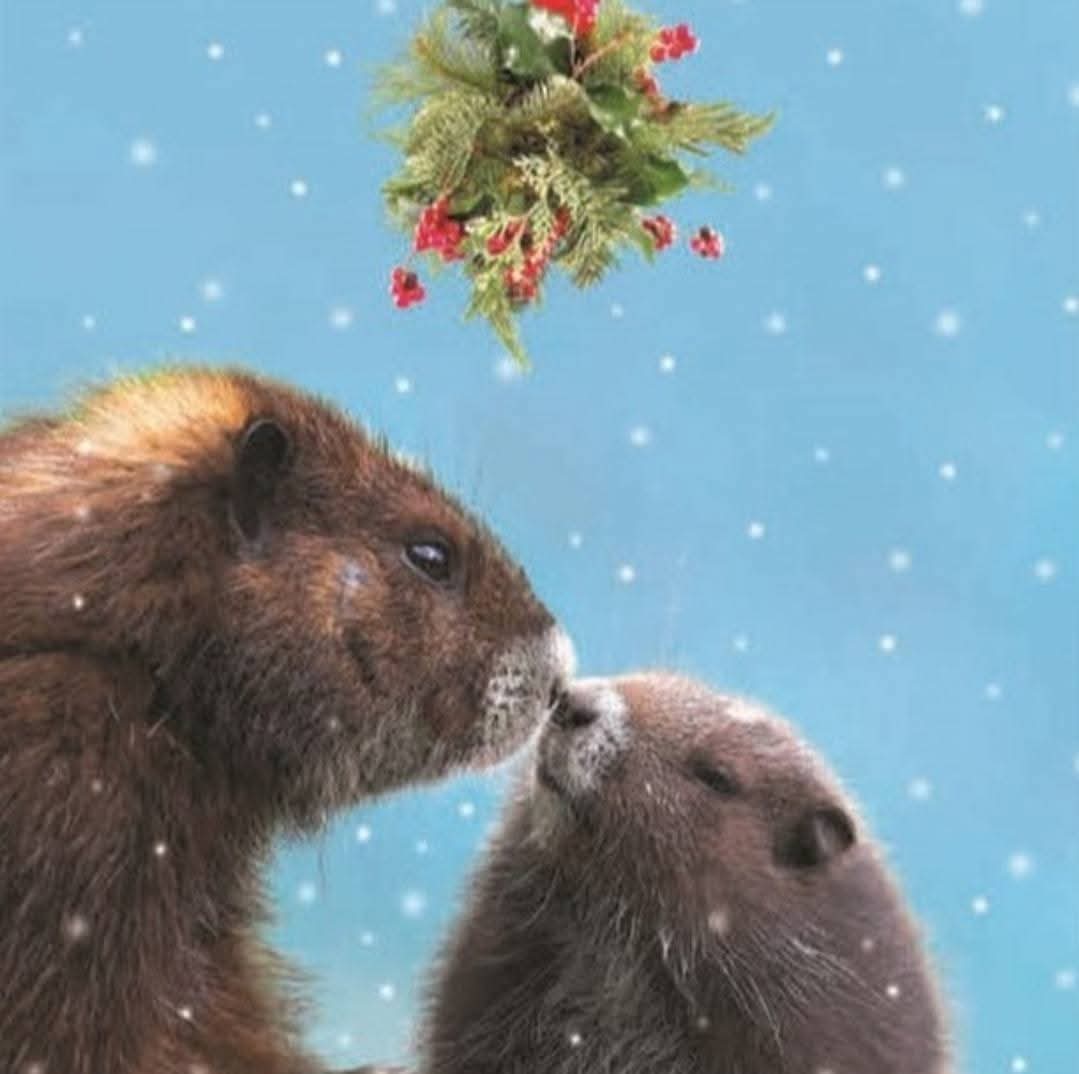 OrcaBC_CA's tweet photo. Looking for a special Christmas gift? 🎅🎄🎁❤️

Why not "Adopt a Marmot" or make a donation as a family or group! Kids will love getting involved. It can be fun &amp; feels good🥰 

PLEASE🙏 help save our endangered #VancouverIsland #Marmot

@MarmotRecovery

Please share. Thanks 🐻 https://t.co/MsuIiZNJc2