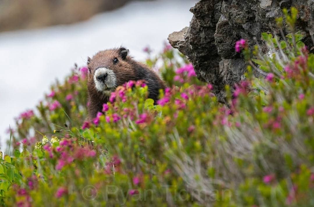 OrcaBC_CA's tweet photo. Looking for a special Christmas gift? 🎅🎄🎁❤️

Why not "Adopt a Marmot" or make a donation as a family or group! Kids will love getting involved. It can be fun &amp; feels good🥰 

PLEASE🙏 help save our endangered #VancouverIsland #Marmot

@MarmotRecovery

Please share. Thanks 🐻 https://t.co/MsuIiZNJc2