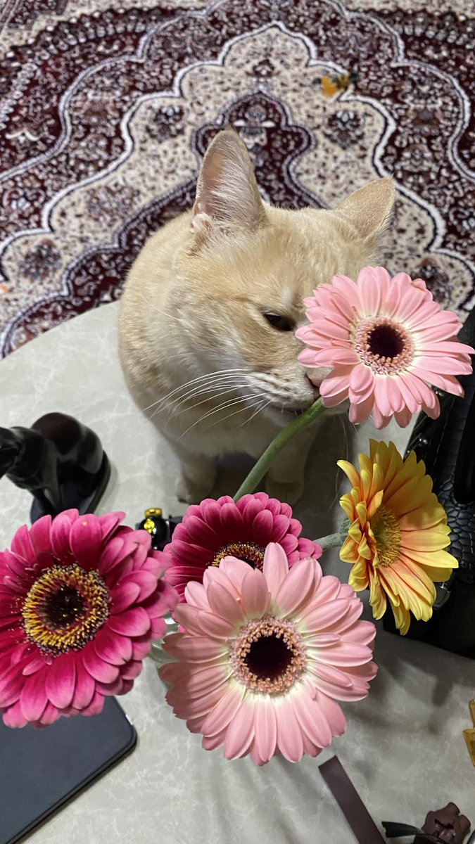 Haifa Alhawiti tweet media