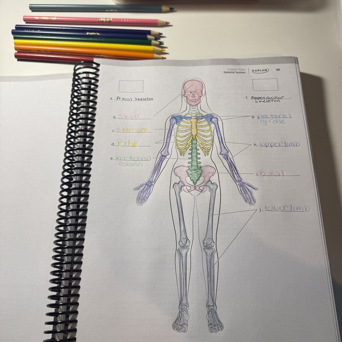 NessiesNotes's tweet image. Hiiii #studytwt !! 
Uhm got sick last week so I wasn’t able to study much, been making quizlets and started using a a&amp;amp;p coloring book!