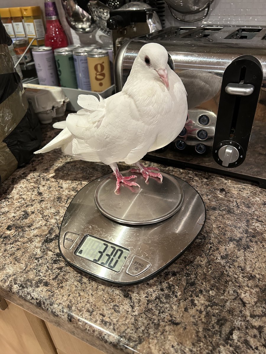 crescentmoontea's tweet image. 330g of pure unbridled anger