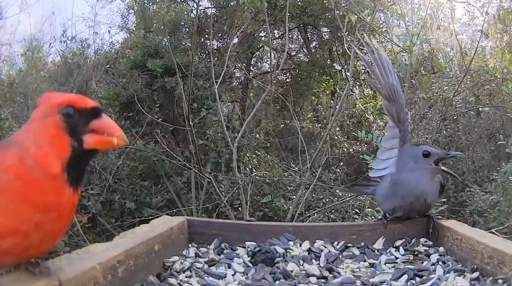 birdaction1's tweet image. 