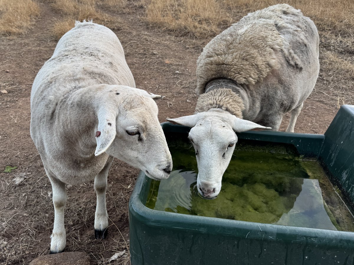 Calliss Clan (@callissclan.bsky.social) tweet media