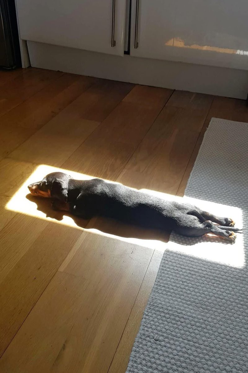 Puppies 🐶 tweet media